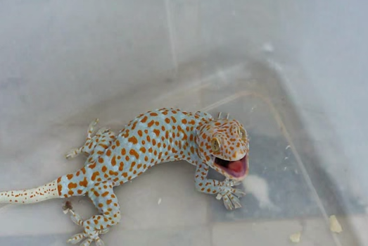 Gecko Tokay are pupile verticale