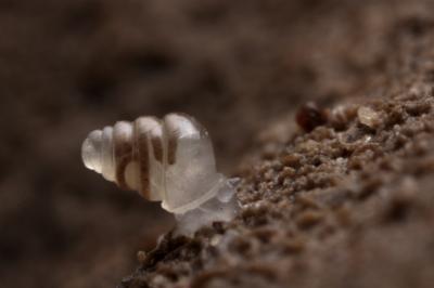 Melcul transparent, specia Zospeum tholussum, fotografie Lukina Jama, Foto: sciencecodex.com