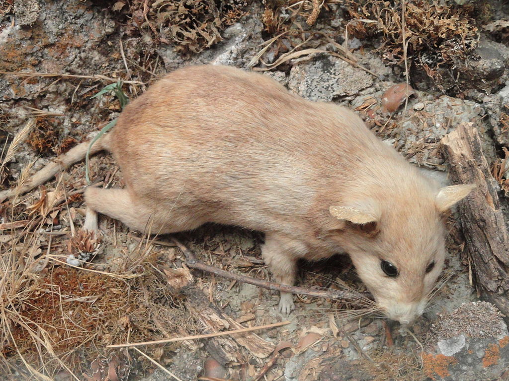 Neotoma fuscipes