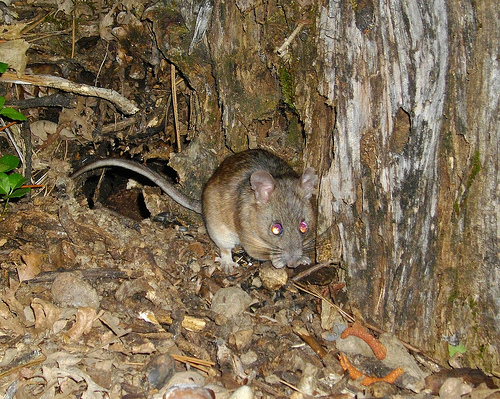 Neotoma macrotis, Foto: natureofaman.blogspot.ro