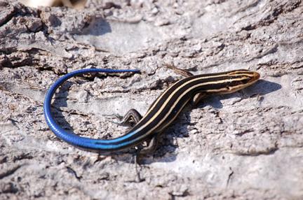 Specia Plestiodon fasciatus, Mascul, Foto: okherp.com