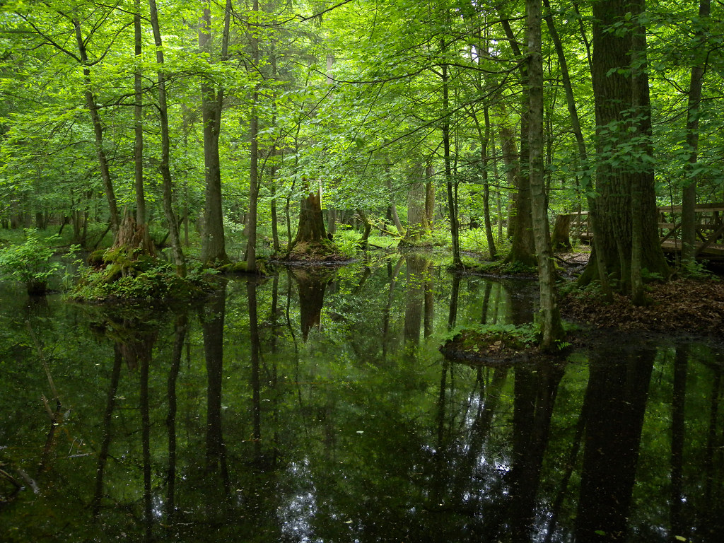 Rezervația Naturală Biolowieza