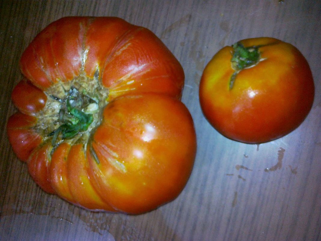 Rosii modificate genetic Rosii modificate genetic