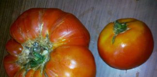 Ce sunt plantele modificate genetic şi ce astfel de plante consumăm? Sunt cu adevărat periculoase alimentele modificate? Rosii modificate genetic