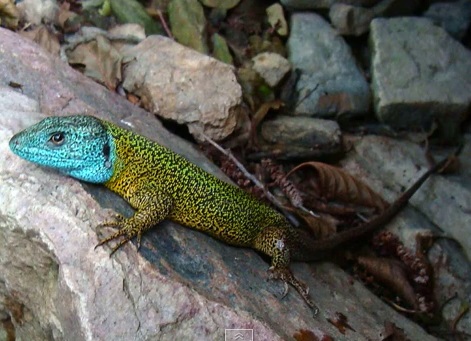 Specia Lacerta schreiberi