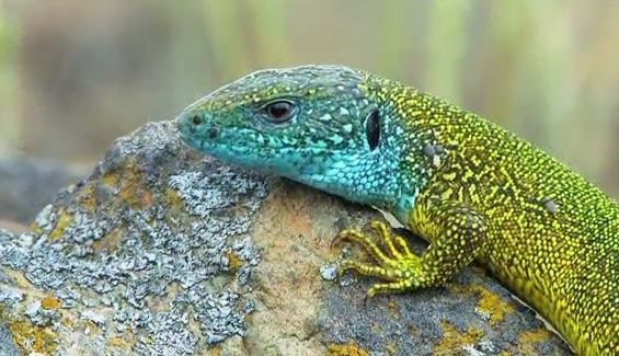 Specia Lacerta viridis