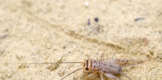 Top 10 animale cu cele mai multe membre și rolul acestora Top 10 animale cu cele mai multe picioare