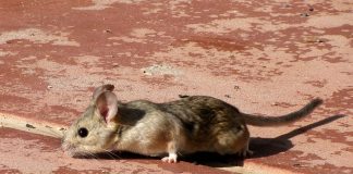 Cele mai interesante specii de șobolani-negustori din genul Neotoma Vezi cele mai interesante specii de șobolani-negustori din genul Neotoma