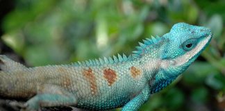 Cele mai uimitoare șopârle colorate din lume pe care trebuie să le vezi Vezi cele mai uimitoare și mai colorate șopârle din lume