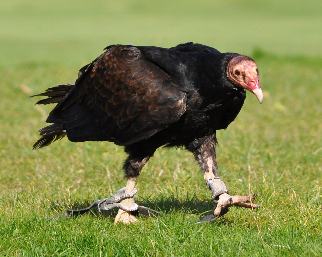 Vulturul-curcan (Cathartes aura), o pasăre de pradă parțial migratoare