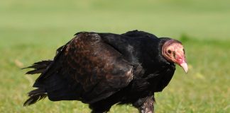 Vulturul-curcan, pasărea de pradă cu un simț olfactiv remarcabil Vulturul-curcan (Cathartes aura), o pasăre de pradă parțial migratoare