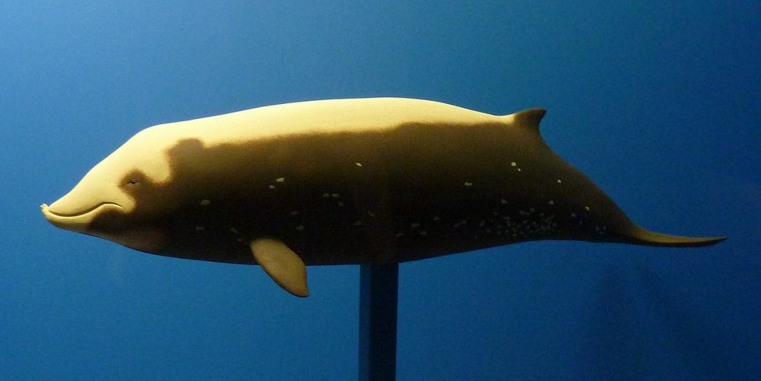 Delfinul lui Cuvier (Ziphius cavirostris) sau balena cu cioc de gâscă Delfinul lui Cuvier (Ziphius cavirostris) sau balena cu cioc de gâscă