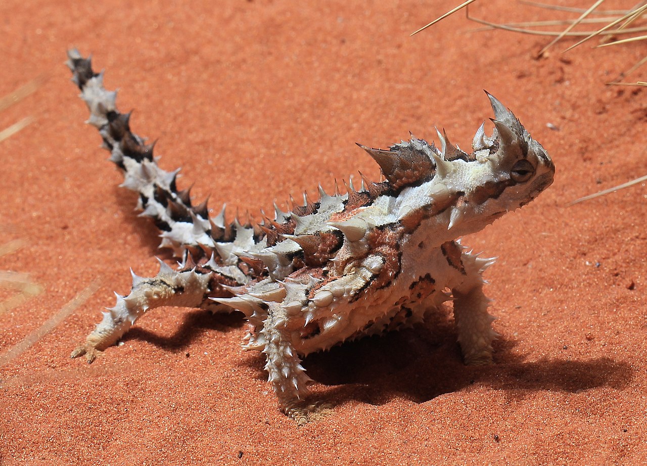 Diavolul țepos (Moloch horridus), o reptilă din Australia în pericol de dispariție