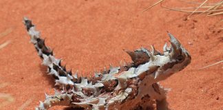 Diavolul țepos (Moloch horridus), o reptilă unică în pericol de dispariție Diavolul țepos (Moloch horridus), o reptilă din Australia în pericol de dispariție