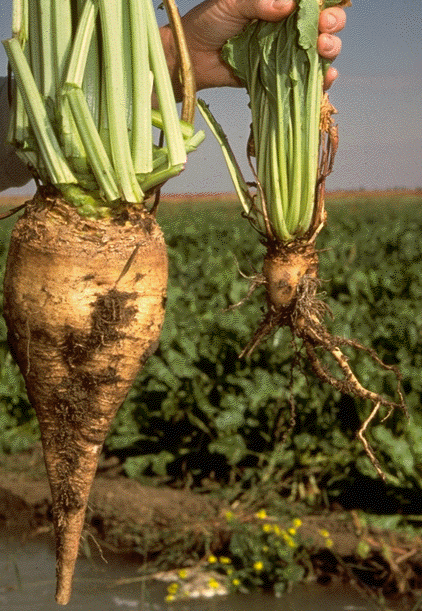 Heterodera schachtii infectează plantele, Foto: smartsite.ucdavis.edu