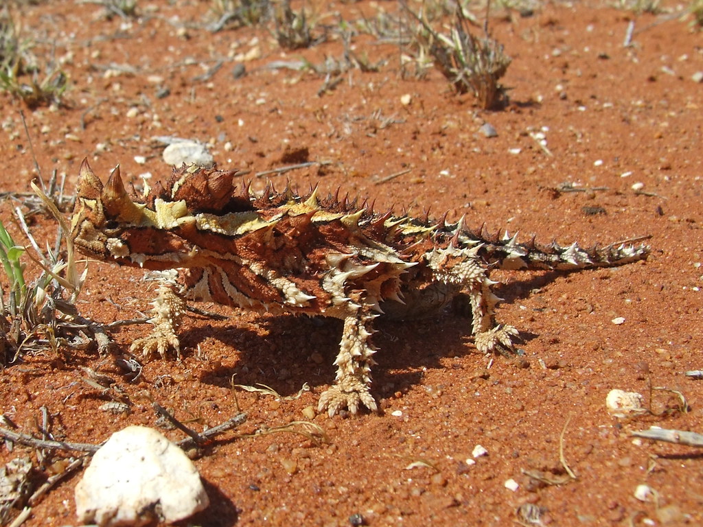 Moloch horridus