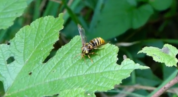 Pennisetia fixseni fixseni, familia Sesiidae