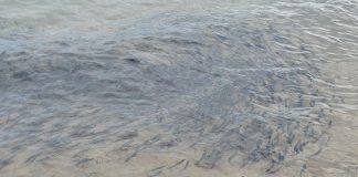 Peștele capelinul, specia Mallotus villosus, se înrudește cu somonul