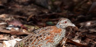 Prepelița pictată – Turnix varius, pasărea spectaculoasă din Australia Prepelița pictată – Turnix varius, o pasăre comună în Noua Caledonie