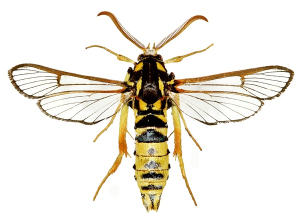 Sesia pimplaeformis, Foto: biolib.cz