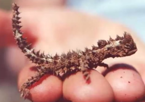 Specia Moloch horridus