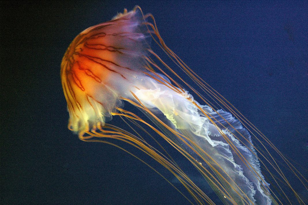 Specii de meduze din familia Scyphozoa Specii de meduze din familia Scyphozoa