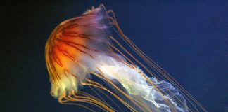 Specii fascinante de meduze din familia Scyphozoa Specii de meduze din familia Scyphozoa