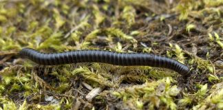 Specii fascinante de miriapode-cilindru din familia Julidae Specii de miriapode-cilindru din familia Julidae