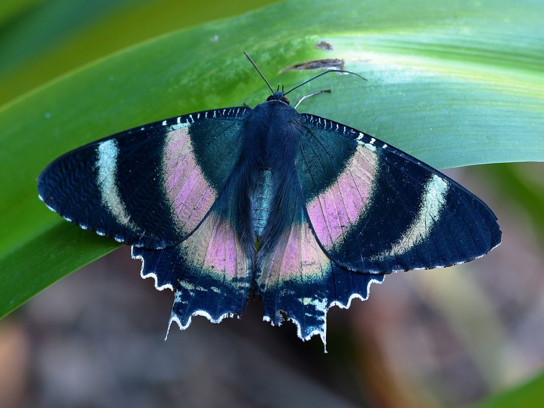 Specii de molii uranide din familia Uraniidae Specii de molii uranide din familia Uraniidae