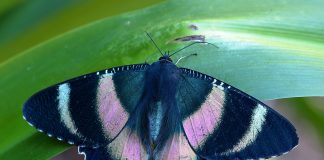 Specii spectaculoase de molii uranide din familia Uraniidae Specii de molii uranide din familia Uraniidae