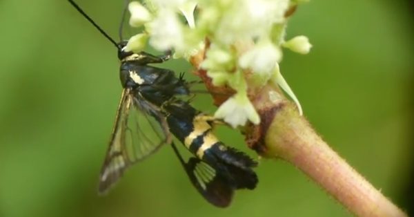 Synanthedon hector, familia Sesiidae