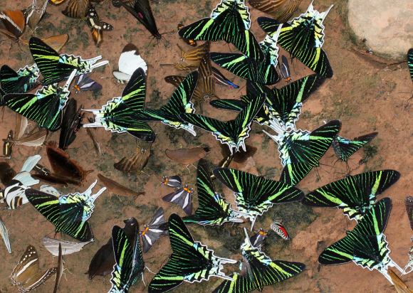 Urania leilus, Foto: learnaboutbutterflies.com
