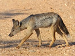 Șacalul cu dungi laterale (Canis adustus), un mamifer nocturn