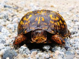 Broasca țestoasă-cutie de Carolina (Terrapene carolina)