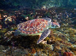 Broasca țestoasă de baga (Eretmochelys imbricata) – Una din cele mai mici țestoase marine