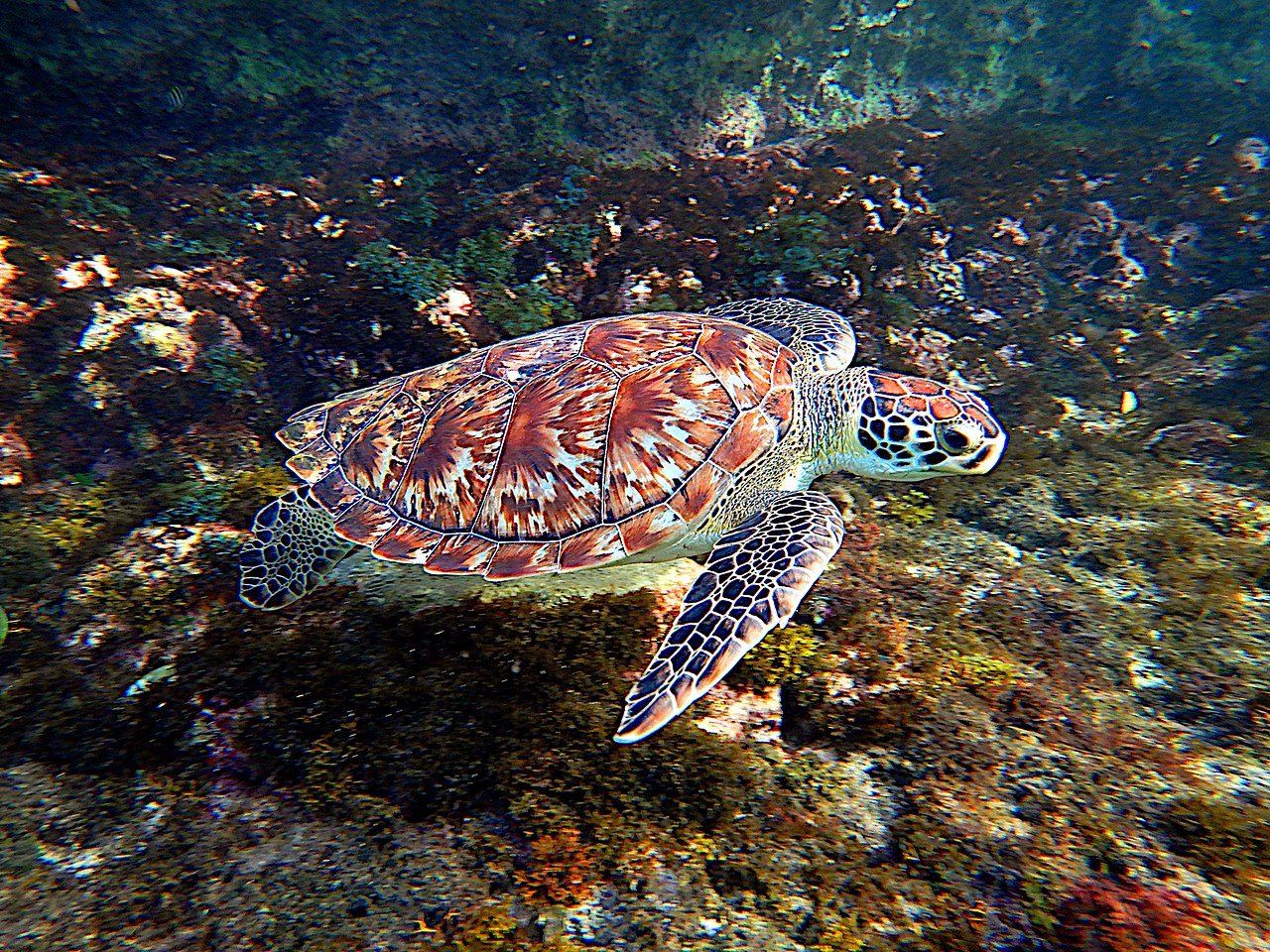 Broasca țestoasă de baga (Eretmochelys imbricata) – Una din cele mai mici țestoase marine