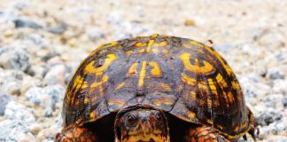 Broasca țestoasă-cutie de Carolina (Terrapene carolina)