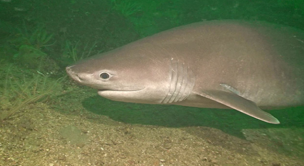 Capul rechinului cu șase arcuri branhiale (Hexanchus griseus), Foto: sharkpics.weebly.com