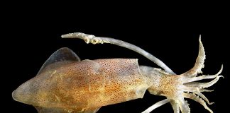 Descoperă speciile de calamari din genul Loligo