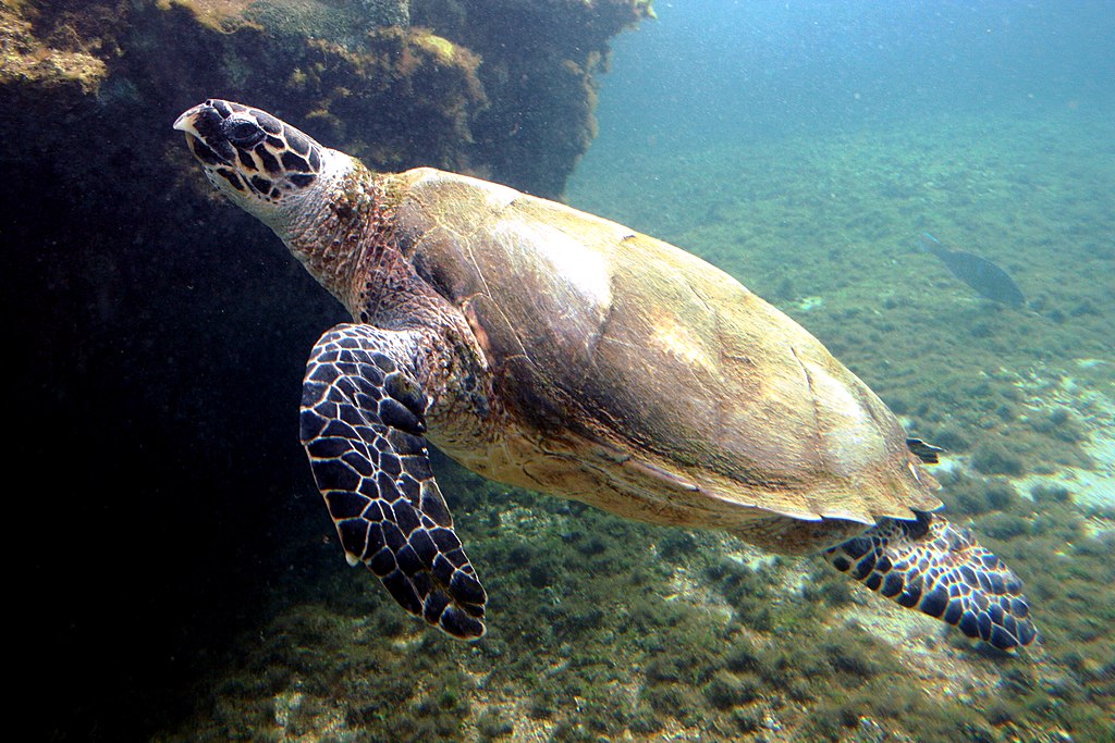 Eretmochelys imbricata