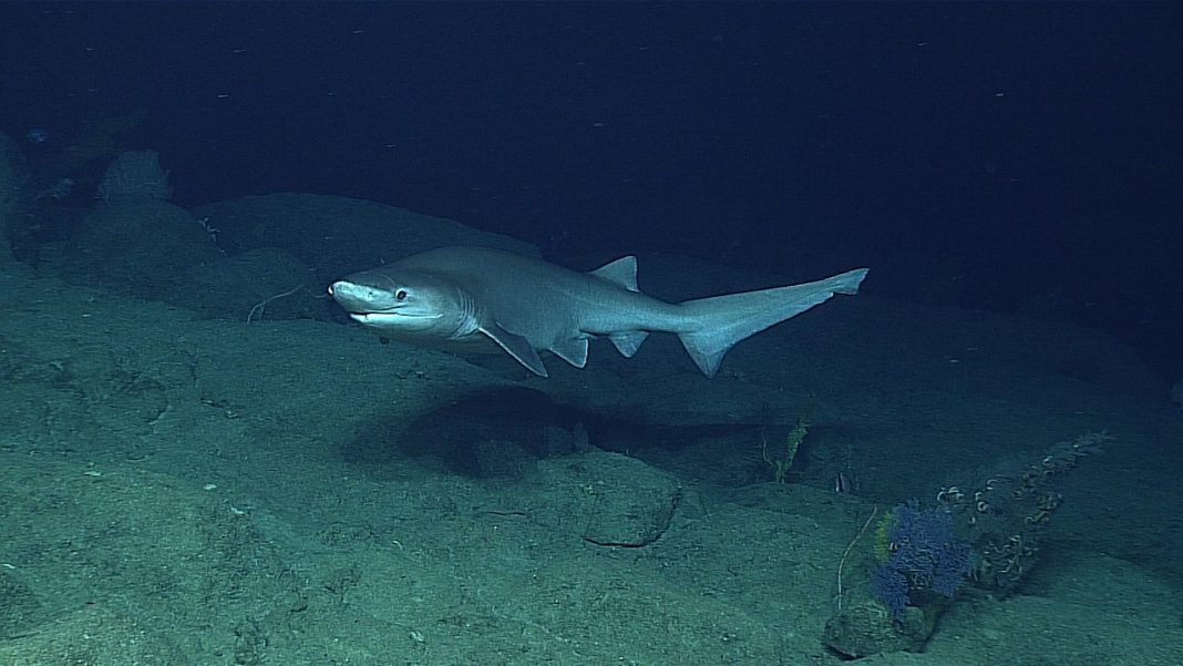 Rechinul cu șase arcuri branhiale (Hexanchus griseus) Rechinul cu șase arcuri branhiale (Hexanchus griseus)