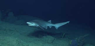 Rechinul cu șase arcuri branhiale (Hexanchus griseus)