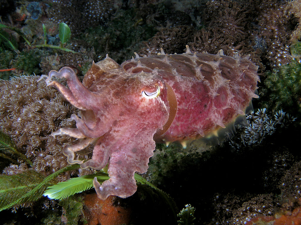 Sepia latimanus