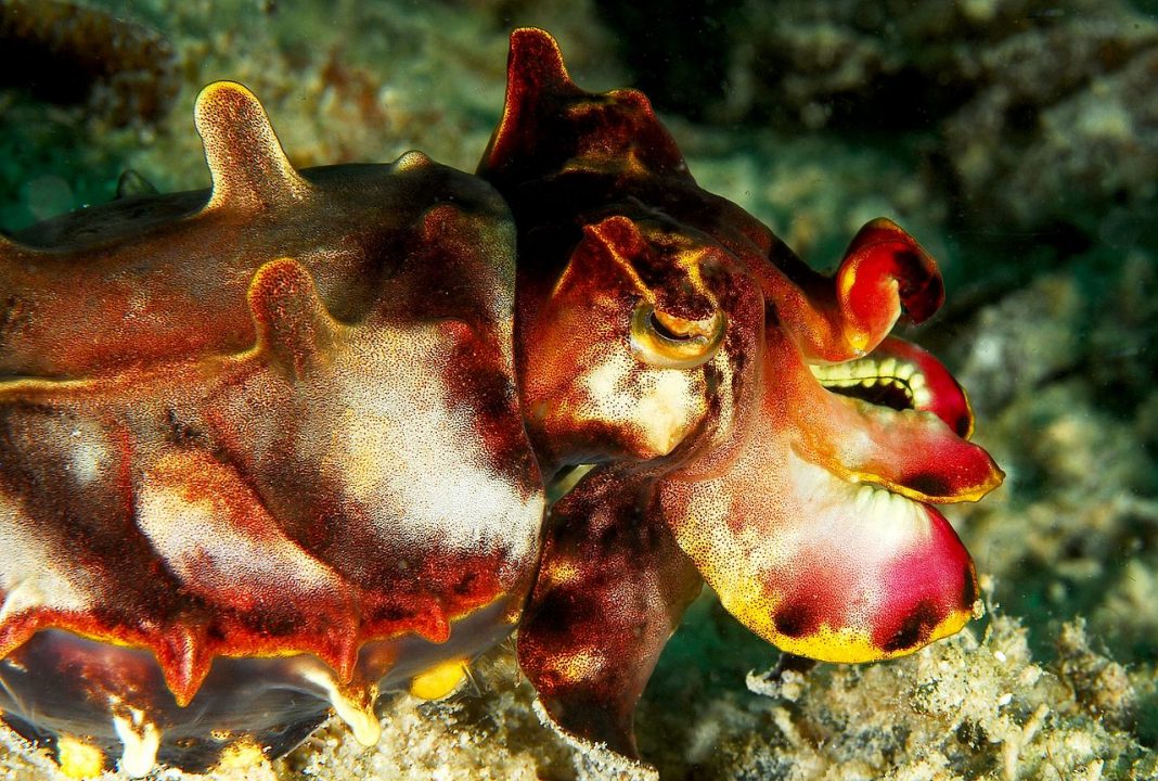 Specii de sepii, cefalopode din clasa Cephalopoda Specii de sepii, cefalopode din clasa