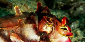 Specii de sepii, cefalopode din clasa