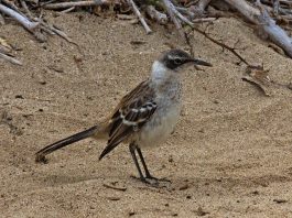 Sturzul-zeflemitor de Galapagos (Nesomimus parvulus)