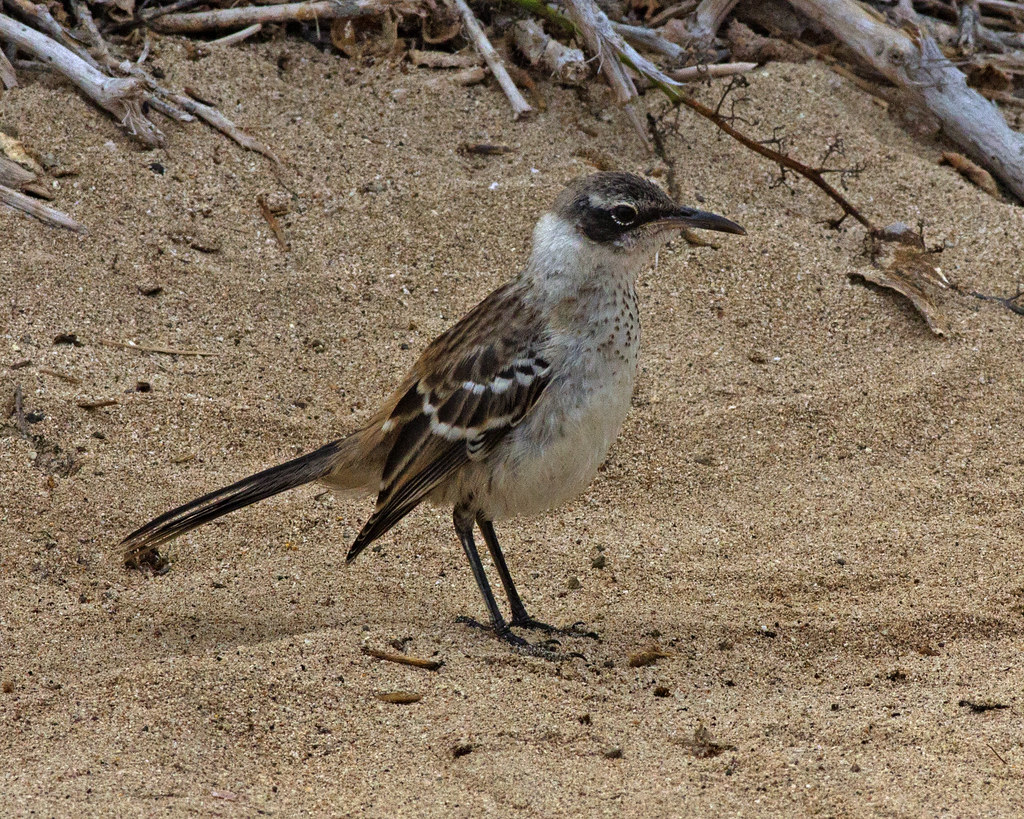 Sturzul-zeflemitor de Galapagos (Nesomimus parvulus)