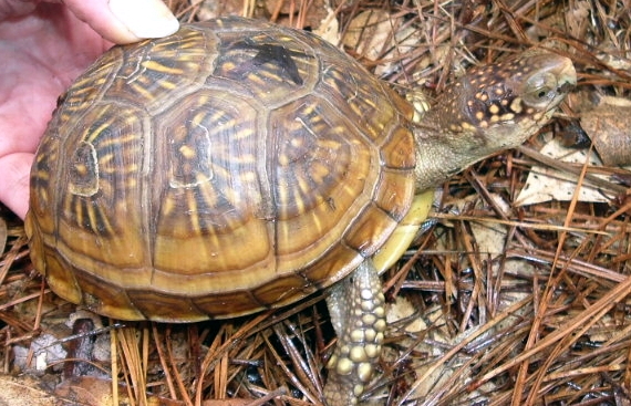 Terrapene carolina triunguis, Foto: gctts.org