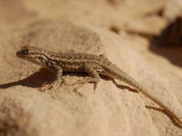 Șopârla vestică de gard (Sceloporus occidentalis) șopârlă cu abdomen albastru