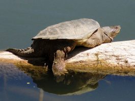 Broasca țestoasă-aligator (Chelydra serpentina), o specie mare de reptilă care are obiceiul de a mușca